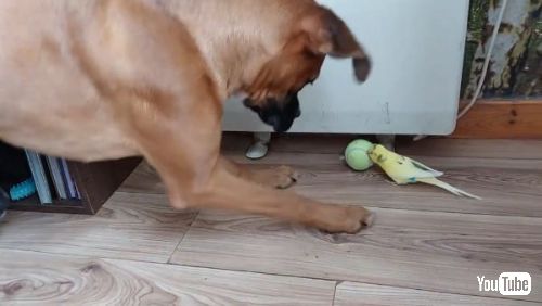 Wants Boxer's Ball