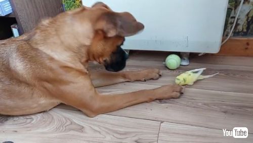 ワンコの前足をつつくインコ