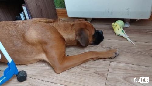 降参するワンコ