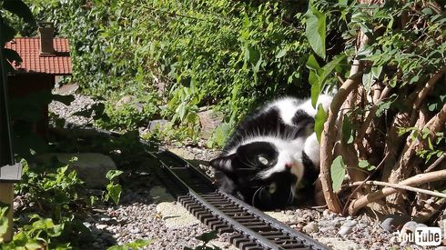 迫るSL、動じないにゃんこのほのぼのな日常