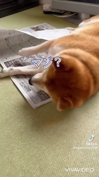 声を掛ける飼い主さんに反応する柴犬