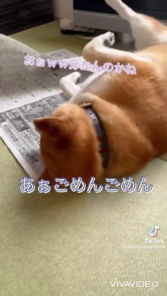 回転しようとする柴犬