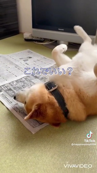 おばあちゃんを見る柴犬