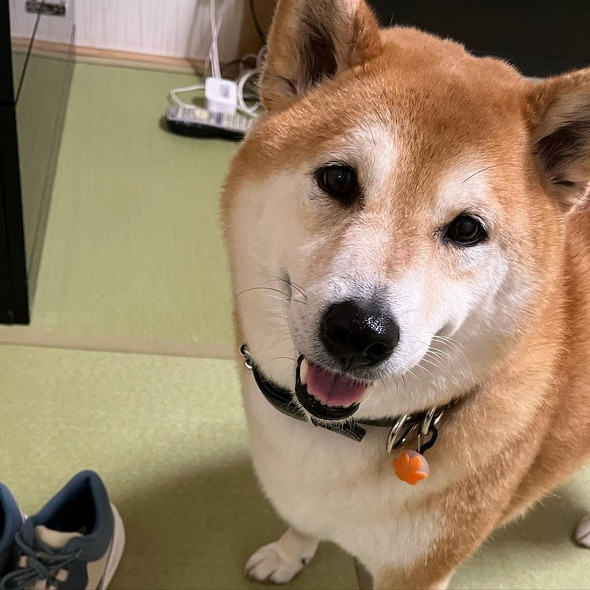 にっこり笑顔の柴犬