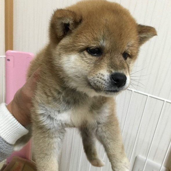 子犬時代の写真