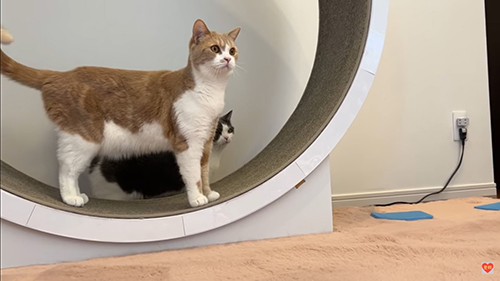 キャットホイールのちくわくん