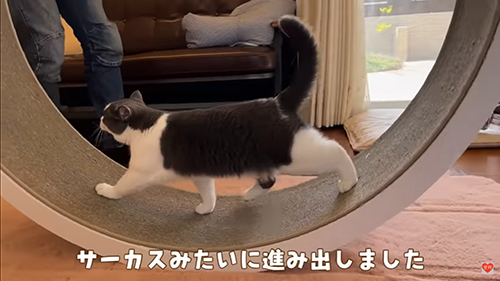 サーカスみたいなビビちゃん