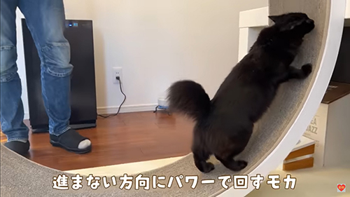 パワーモカちゃん