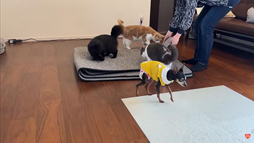 カーペットに乗る猫ちゃんたち