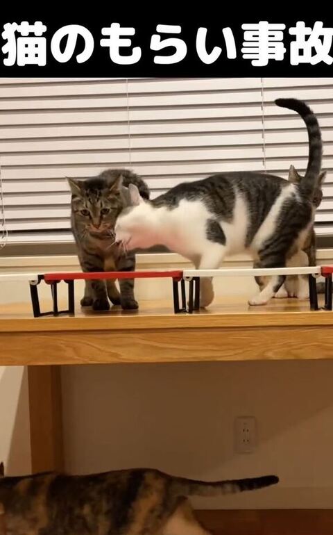 スリスリするまるくん