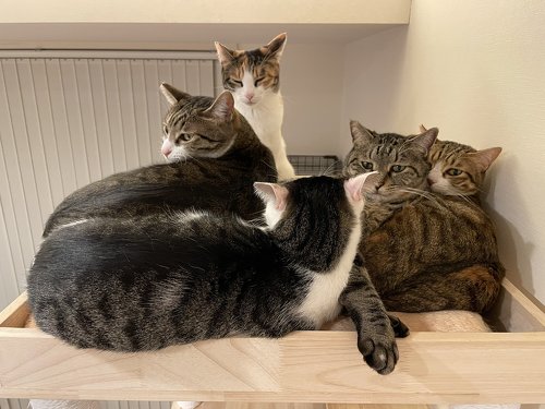 猫たち