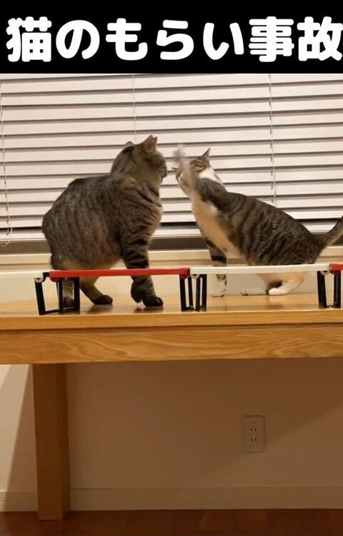 右側の猫手をあげる