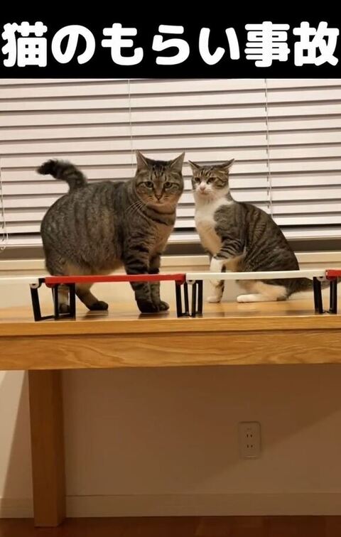 こっちを見るうめおくん