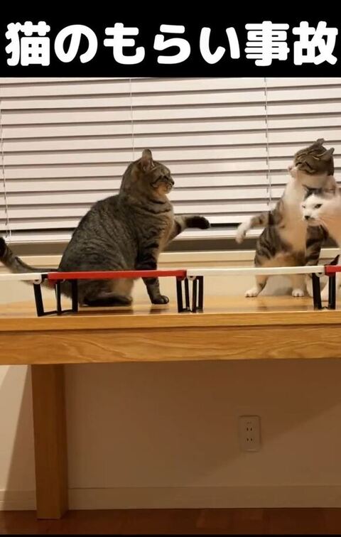 右側からまるくん