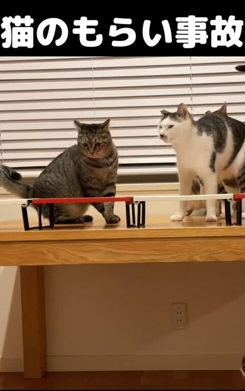 戸惑ううめおくん