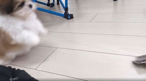 ジャンプしようとしてる子犬