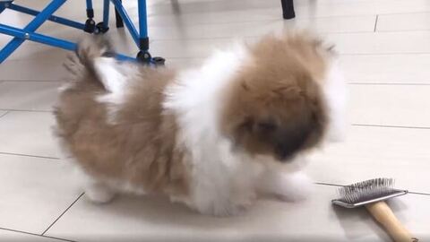 ブラシに前足チョイチョイする子犬
