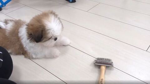 伏せしてる子犬