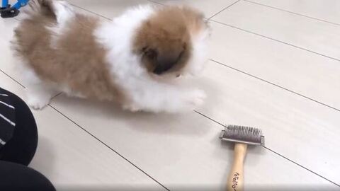 前足でさわろうとしてる子犬