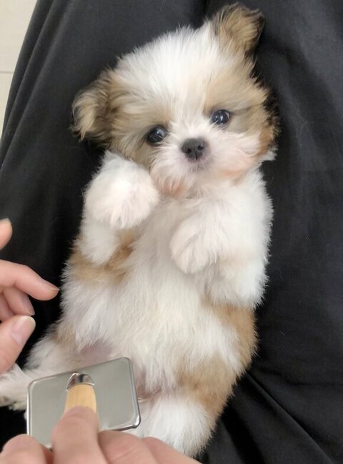 お腹見せてる子犬