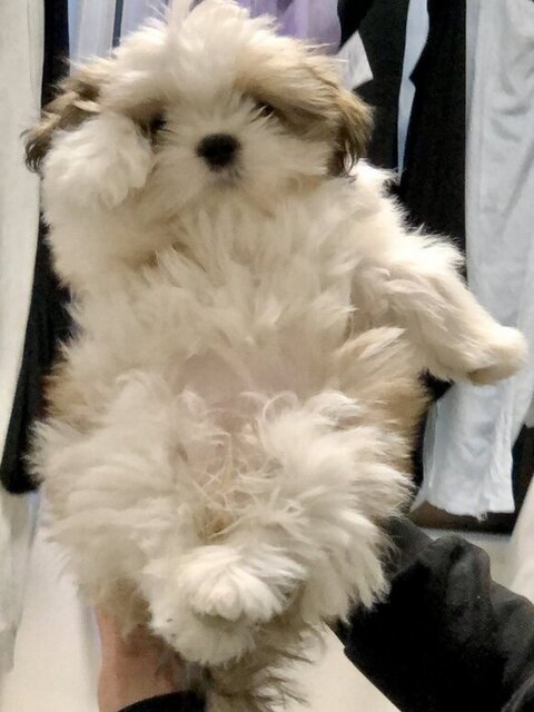 招き猫みたいなポーズの子犬