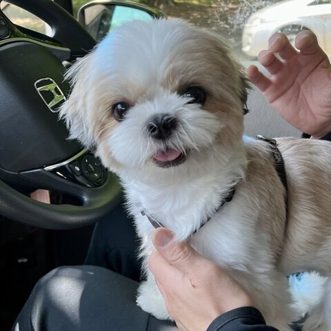 車に乗ってる子犬