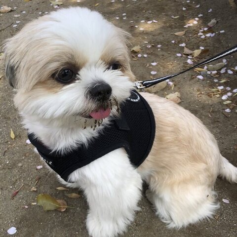 口に泥がついてる子犬