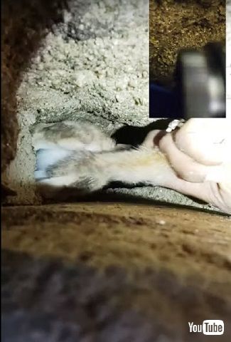 井戸の中にいる子猫