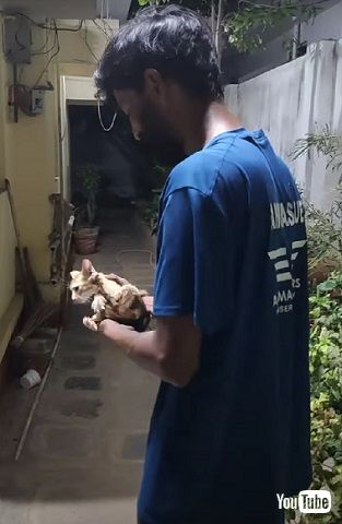 救助された子猫