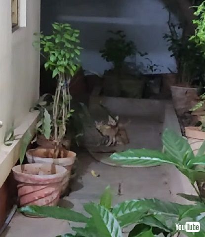 母親と再開する子猫