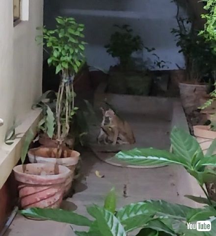 再開した猫親子