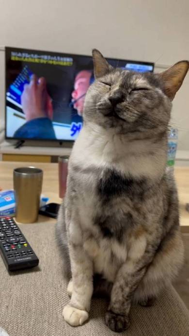 猫 突然の眠気 たろはな はなちゃん たろはな はなちゃん