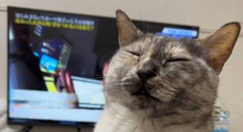 猫 突然の眠気 たろはな はなちゃん