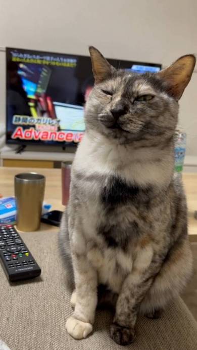 猫 突然の眠気 たろはな はなちゃん