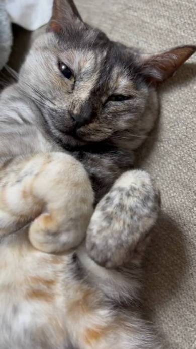 猫 突然の眠気 たろはな はなちゃん