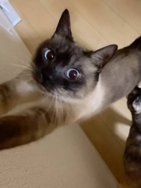 猫 突然の眠気 たろはな はなちゃん