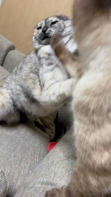 猫 突然の眠気 たろはな はなちゃん