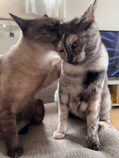 猫 突然の眠気 たろはな はなちゃん