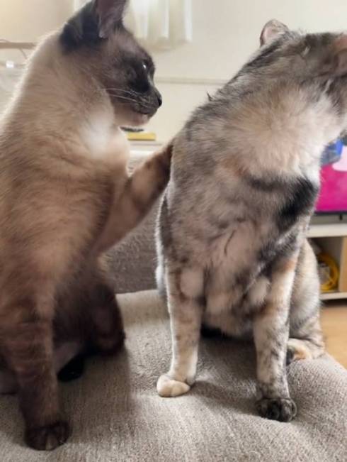 猫 突然の眠気 たろはな はなちゃん