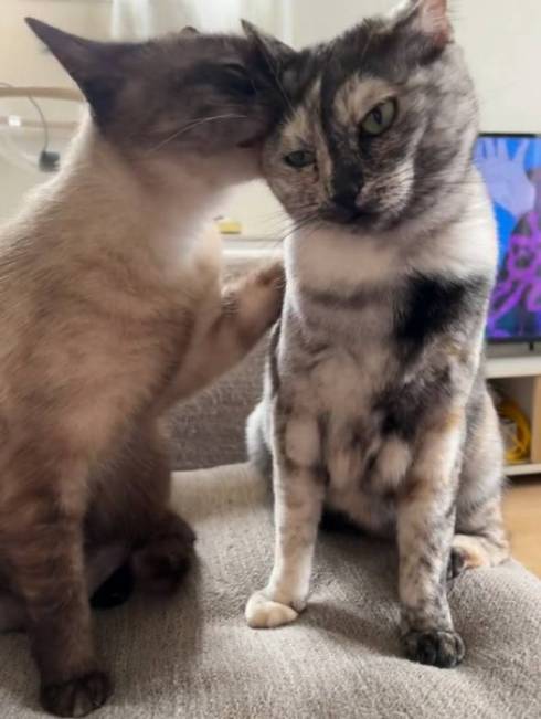 猫 突然の眠気 たろはな はなちゃん