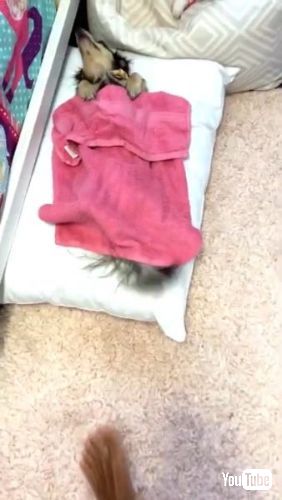 タオルを掛け布団にする犬近づいてもしっぽをフリフリしています