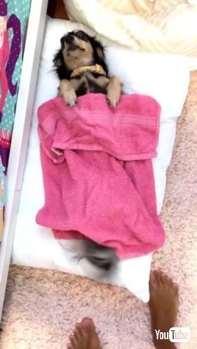 得意げな顔の犬