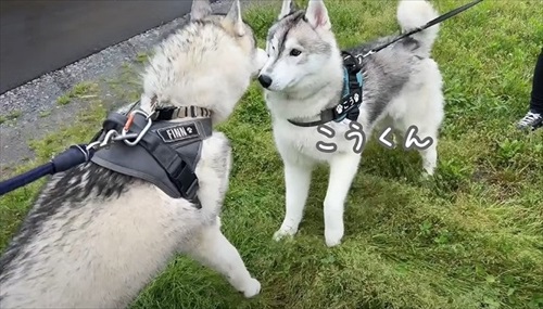 こう君と再会したフィン君