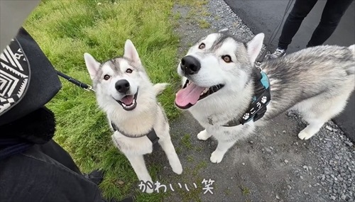 そっくりなハスキーたち