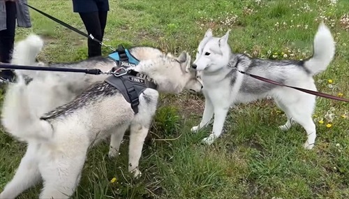 ユルちゃんが到着