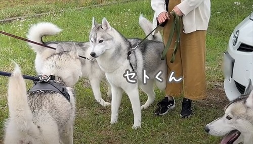 セトくんにごあいさつする姿