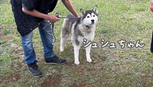 シュシュちゃんの姿