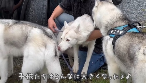 ハスキーの兄弟が集合
