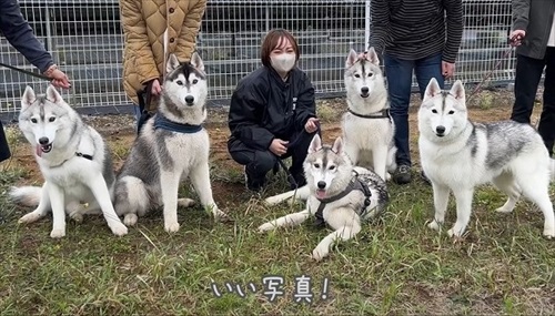 ハスキーの集合写真