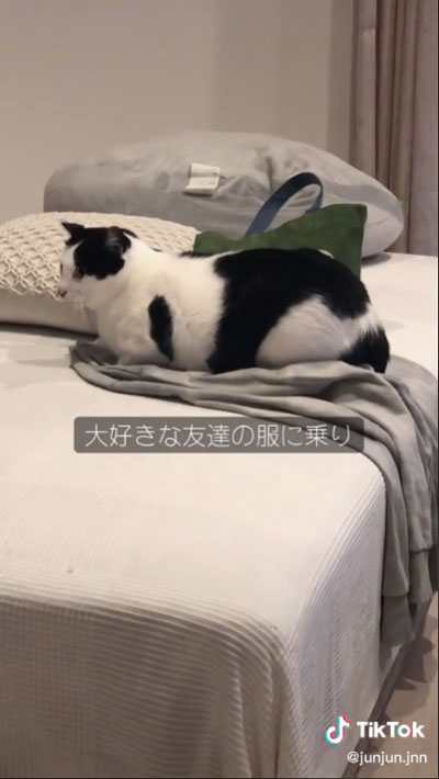 大好き 友人 猫 反応 行動 服 乗る バッグ 踏む 匂い